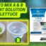 How To Mix Hydroponic Nutrient Solution For Lettuce | Hydroponic Nutrient Solution | Masterblend