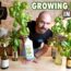 How to Grow Hydroponic Lettuce in Bottles